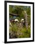 USA, Florida, North Ft. Meyers. American Bald Eagle, pair at nest-Bernard Friel-Framed Photographic Print