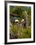 USA, Florida, North Ft. Meyers. American Bald Eagle, pair at nest-Bernard Friel-Framed Photographic Print