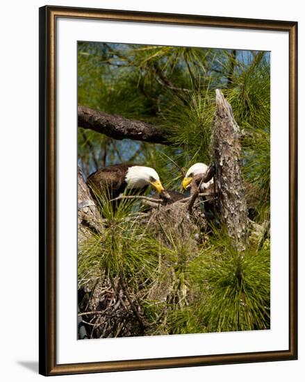 USA, Florida, North Ft. Meyers. American Bald Eagle, pair at nest-Bernard Friel-Framed Photographic Print