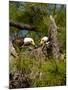 USA, Florida, North Ft. Meyers. American Bald Eagle, pair at nest-Bernard Friel-Mounted Photographic Print
