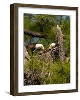 USA, Florida, North Ft. Meyers. American Bald Eagle, pair at nest-Bernard Friel-Framed Photographic Print