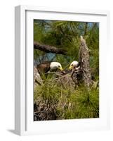 USA, Florida, North Ft. Meyers. American Bald Eagle, pair at nest-Bernard Friel-Framed Photographic Print