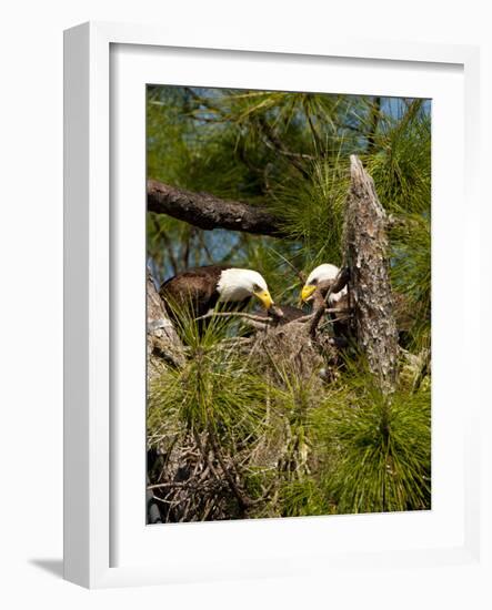 USA, Florida, North Ft. Meyers. American Bald Eagle, pair at nest-Bernard Friel-Framed Photographic Print