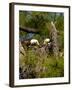 USA, Florida, North Ft. Meyers. American Bald Eagle, pair at nest-Bernard Friel-Framed Photographic Print