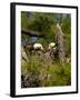 USA, Florida, North Ft. Meyers. American Bald Eagle, pair at nest-Bernard Friel-Framed Photographic Print