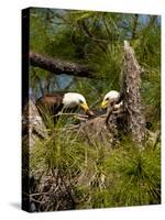 USA, Florida, North Ft. Meyers. American Bald Eagle, pair at nest-Bernard Friel-Stretched Canvas