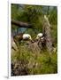 USA, Florida, North Ft. Meyers. American Bald Eagle, pair at nest-Bernard Friel-Framed Photographic Print