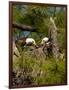 USA, Florida, North Ft. Meyers. American Bald Eagle, pair at nest-Bernard Friel-Framed Photographic Print