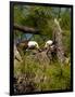 USA, Florida, North Ft. Meyers. American Bald Eagle, pair at nest-Bernard Friel-Framed Photographic Print