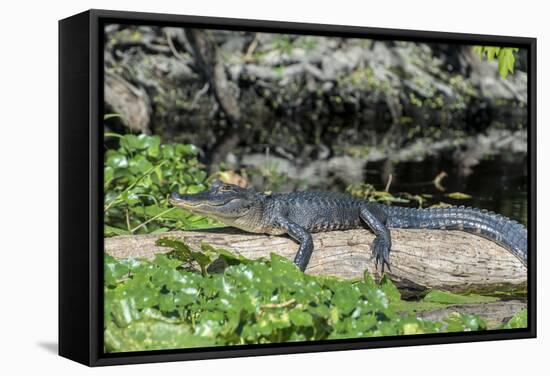 USA, Florida, Orange City, St. Johns River, Blue Spring SP, alligator-Jim Engelbrecht-Framed Stretched Canvas