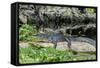 USA, Florida, Orange City, St. Johns River, Blue Spring SP, alligator-Jim Engelbrecht-Framed Stretched Canvas