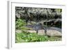 USA, Florida, Orange City, St. Johns River, Blue Spring SP, alligator-Jim Engelbrecht-Framed Photographic Print