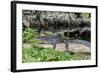 USA, Florida, Orange City, St. Johns River, Blue Spring SP, alligator-Jim Engelbrecht-Framed Photographic Print