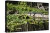 USA, Florida, Orange City, St. Johns River, Blue Spring SP, alligator.-Lisa S. Engelbrecht-Stretched Canvas