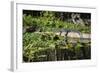 USA, Florida, Orange City, St. Johns River, Blue Spring SP, alligator.-Lisa S. Engelbrecht-Framed Photographic Print