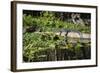 USA, Florida, Orange City, St. Johns River, Blue Spring SP, alligator.-Lisa S. Engelbrecht-Framed Photographic Print