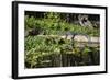 USA, Florida, Orange City, St. Johns River, Blue Spring SP, alligator.-Lisa S. Engelbrecht-Framed Photographic Print