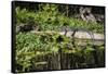 USA, Florida, Orange City, St. Johns River, Blue Spring SP, alligator.-Lisa S. Engelbrecht-Framed Stretched Canvas