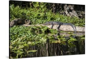 USA, Florida, Orange City, St. Johns River, Blue Spring SP, alligator.-Lisa S. Engelbrecht-Stretched Canvas
