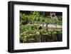 USA, Florida, Orange City, St. Johns River, Blue Spring SP, alligator.-Lisa S. Engelbrecht-Framed Photographic Print