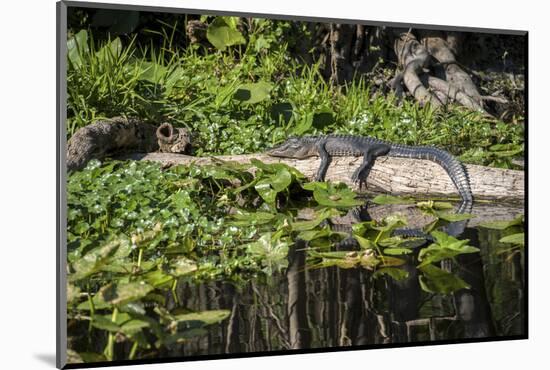 USA, Florida, Orange City, St. Johns River, Blue Spring SP, alligator.-Lisa S. Engelbrecht-Mounted Photographic Print