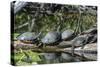 USA, Florida, Orange City, St. Johns River, Blue Spring SP, turtles.-Jim Engelbrecht-Stretched Canvas