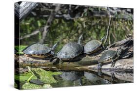 USA, Florida, Orange City, St. Johns River, Blue Spring SP, turtles.-Jim Engelbrecht-Stretched Canvas
