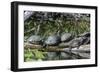 USA, Florida, Orange City, St. Johns River, Blue Spring SP, turtles.-Jim Engelbrecht-Framed Photographic Print