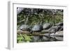 USA, Florida, Orange City, St. Johns River, Blue Spring SP, turtles.-Jim Engelbrecht-Framed Photographic Print