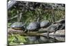 USA, Florida, Orange City, St. Johns River, Blue Spring SP, turtles.-Jim Engelbrecht-Mounted Photographic Print
