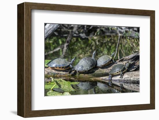 USA, Florida, Orange City, St. Johns River, Blue Spring SP, turtles.-Jim Engelbrecht-Framed Photographic Print