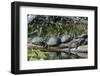 USA, Florida, Orange City, St. Johns River, Blue Spring SP, turtles.-Jim Engelbrecht-Framed Photographic Print