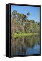 USA, Florida, Orange City, St. Johns River, Blue Spring State Park-Lisa S^ Engelbrecht-Framed Stretched Canvas