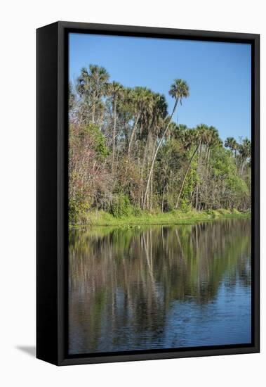 USA, Florida, Orange City, St. Johns River, Blue Spring State Park-Lisa S^ Engelbrecht-Framed Stretched Canvas