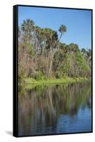 USA, Florida, Orange City, St. Johns River, Blue Spring State Park-Lisa S^ Engelbrecht-Framed Stretched Canvas
