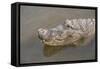 USA, Florida, Orlando. alligator at Gatorland.-Lisa S. Engelbrecht-Framed Stretched Canvas