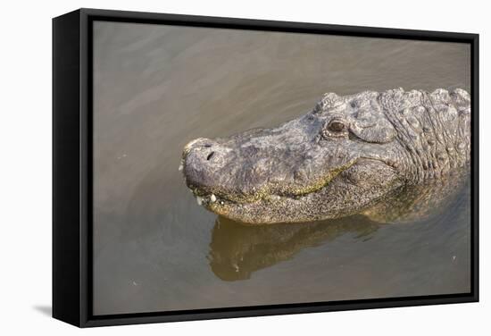 USA, Florida, Orlando. alligator at Gatorland.-Lisa S. Engelbrecht-Framed Stretched Canvas