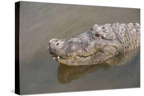 USA, Florida, Orlando. alligator at Gatorland.-Lisa S. Engelbrecht-Stretched Canvas