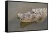 USA, Florida, Orlando. alligator at Gatorland.-Lisa S. Engelbrecht-Framed Stretched Canvas