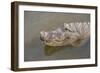 USA, Florida, Orlando. alligator at Gatorland.-Lisa S. Engelbrecht-Framed Photographic Print