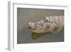 USA, Florida, Orlando. alligator at Gatorland.-Lisa S. Engelbrecht-Framed Photographic Print