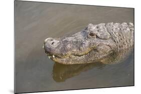 USA, Florida, Orlando. alligator at Gatorland.-Lisa S. Engelbrecht-Mounted Photographic Print
