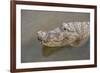 USA, Florida, Orlando. alligator at Gatorland.-Lisa S. Engelbrecht-Framed Photographic Print