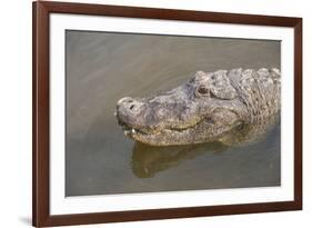 USA, Florida, Orlando. alligator at Gatorland.-Lisa S. Engelbrecht-Framed Photographic Print