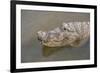 USA, Florida, Orlando. alligator at Gatorland.-Lisa S. Engelbrecht-Framed Photographic Print