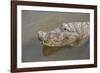 USA, Florida, Orlando. alligator at Gatorland.-Lisa S. Engelbrecht-Framed Photographic Print