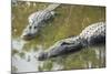 USA, Florida, Orlando. alligator at Gatorland.-Lisa S. Engelbrecht-Mounted Photographic Print