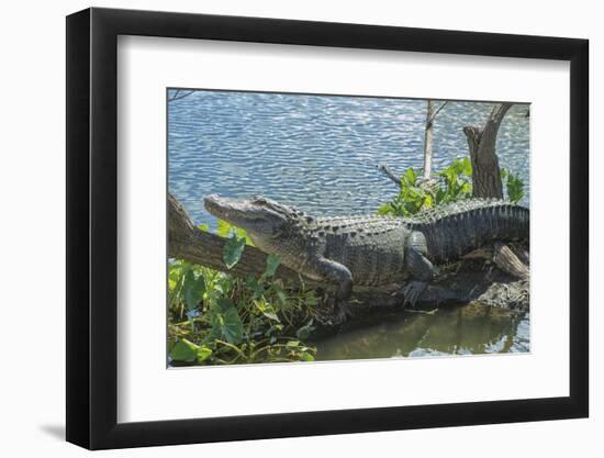 USA, Florida, Orlando. alligator at Gatorland.-Jim Engelbrecht-Framed Photographic Print