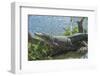 USA, Florida, Orlando. alligator at Gatorland.-Jim Engelbrecht-Framed Photographic Print