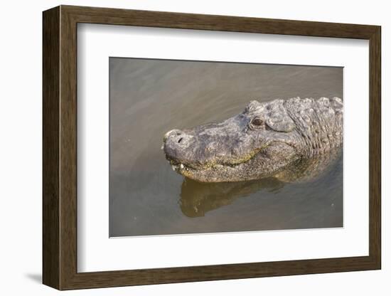 USA, Florida, Orlando. alligator at Gatorland.-Lisa S. Engelbrecht-Framed Photographic Print
